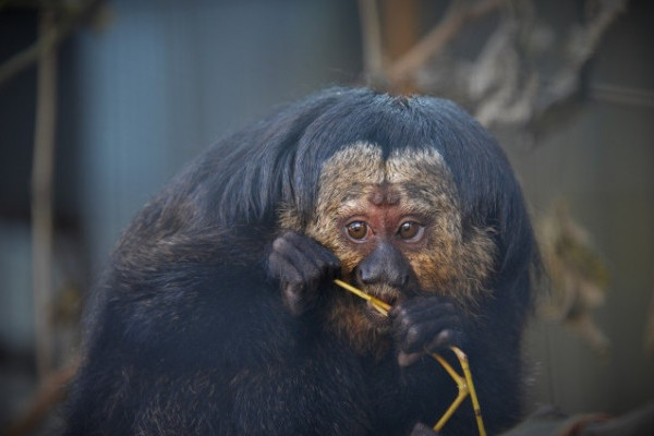 Tiszta apja a sátánmajom gyerek! 