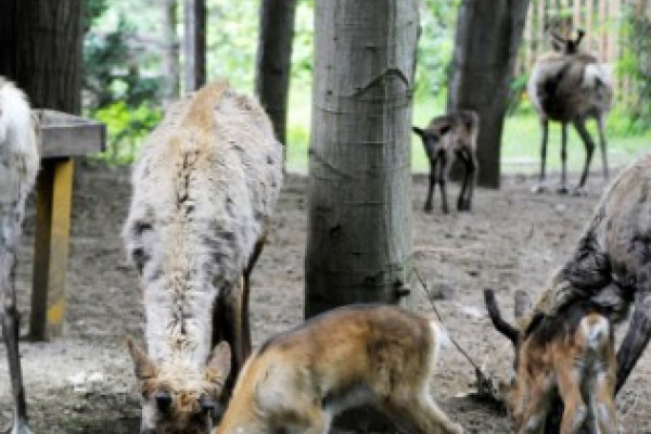 1 hét alatt 5 rénszarvas borjú látott napvilágot