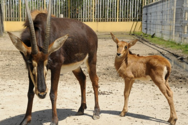 Fekete lóantilop született Állatparkunkban 