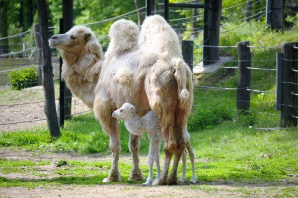 Újabb fehér teve született