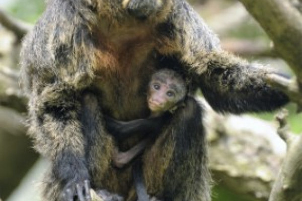Sátánmajom született  Állatparkunkban