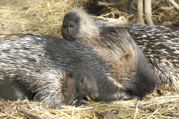 Összebújva vigyáznak a tarajos sülök egy szem csemetéjükre!