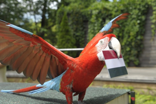 Az EB láz minket is elért :-)