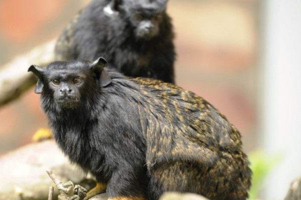 Aranykezű tamarinokkal gazdagodott a karmosmajom gyűjtemény