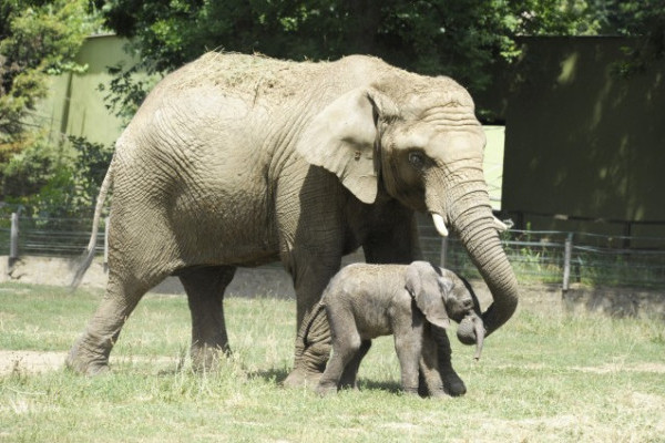 Mától már a kifutóban láthatja a nagyközönség a Nyíregyházi Állatpark afrikai elefánt bébijét. 
