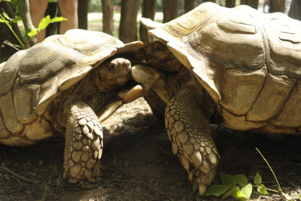 Egymással viaskodnak a sarkantyús teknős hímek