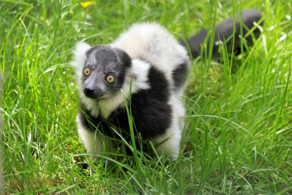 Lesd meg a játékos maki kölyköt!