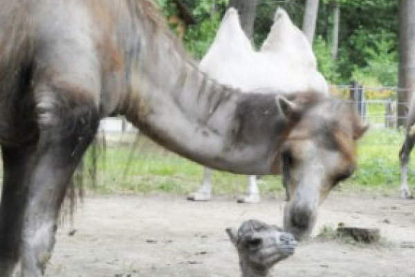 Kétpúpú teve született Állatparkunkban