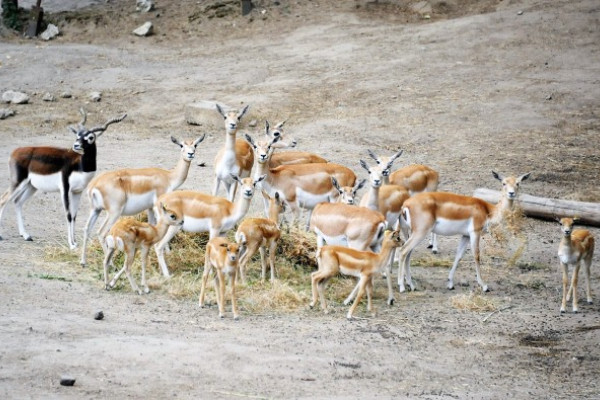 Egy héten belül hat indiai antilop borjú született 