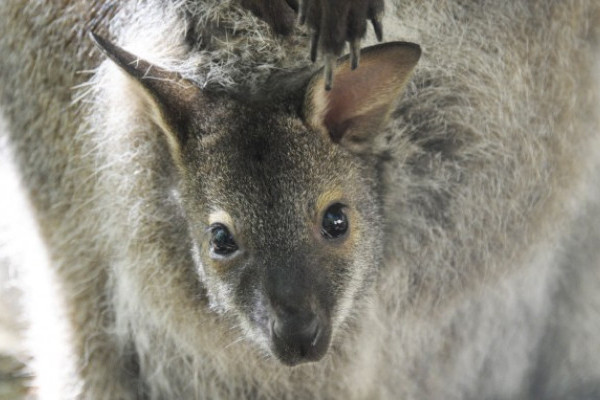Zsebi babák minden mennyiségben!   
