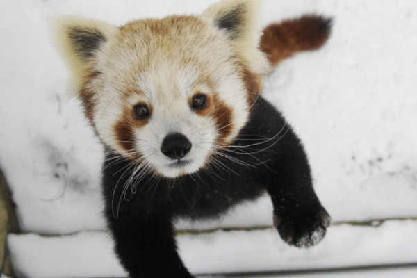 Élvezi a telet a panda pár:-) !