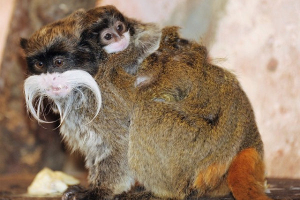 Császárbajszú tamarin ikrek születtek