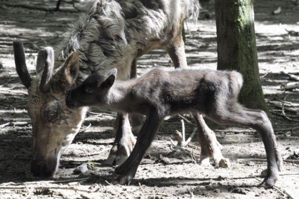 Szépen gyarapodik állatparkunk rénszarvas állománya, hiszen 3 nap alatt 3 apróság látott napvilágot.  