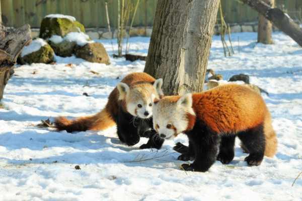 Élvezik a vöröspandáink a telet!
