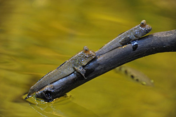 Egy hal, mely több időt tölt a szárazföldön, mint a vízben...