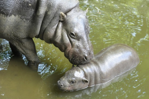 Állatkölykök minden mennyiségben!