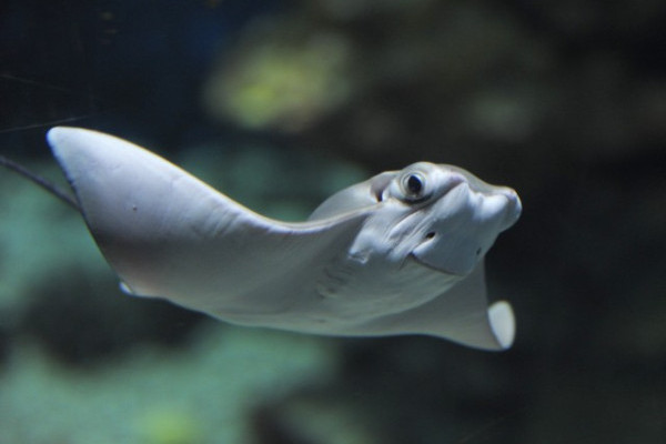 Most először született ománi tehénorrú rája Magyarországon!