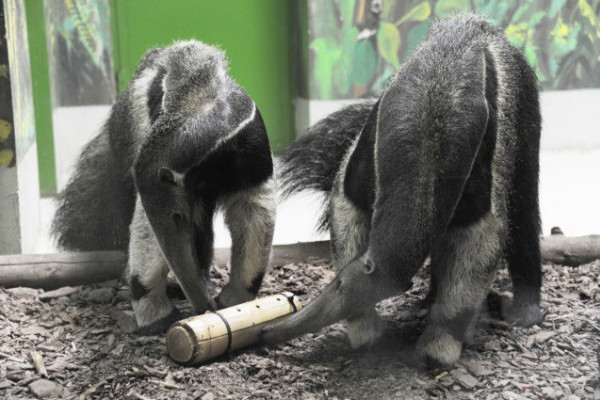 Marvin és Manka akcióban