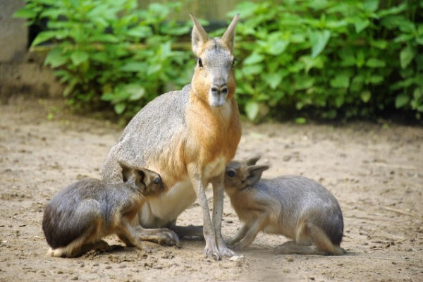 Kis nagy marák születtek