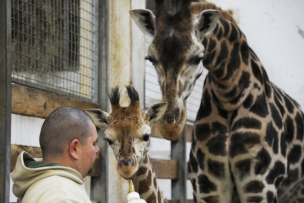 2.5 hónap alatt 50cm-t nőtt a zsiráflány!