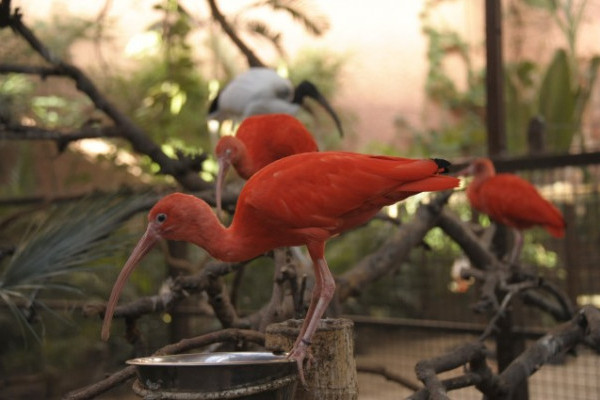 Skarlát íbiszek testközelben