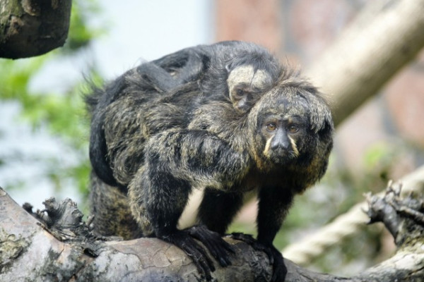 Fény derült a legifjabb  sátánmajom utód ivarára
