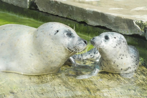 Újabb állatkerti szenzáció Nyíregyházán! 