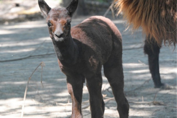 Családi örömök érték  Állatparkunk alpakáit!  