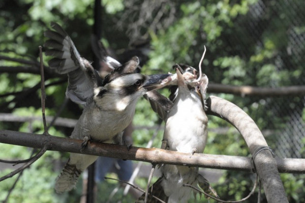 Kacagó fiókák a Nyíregyházi Állatparkban!