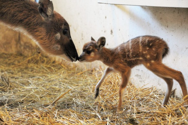 Ritka antilopfaj született  Állatparkunkban!