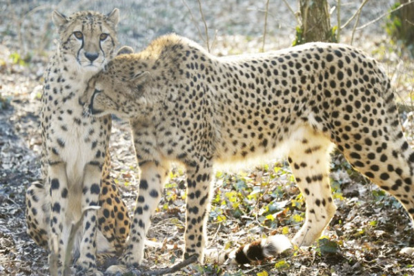 Nemzetközi Gepárd Nap!