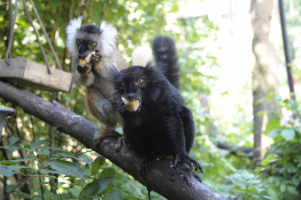 Újabb maki fajjal gazdagodott a Nyíregyházi Állatpark állománya