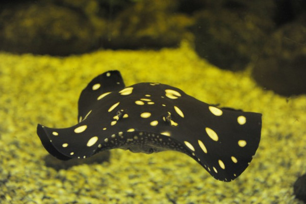 Számítunk rá(ja)! 1% nekünk sokat segít!