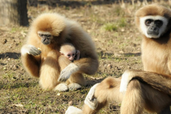 Gibbon bébi született Állatparkunkban