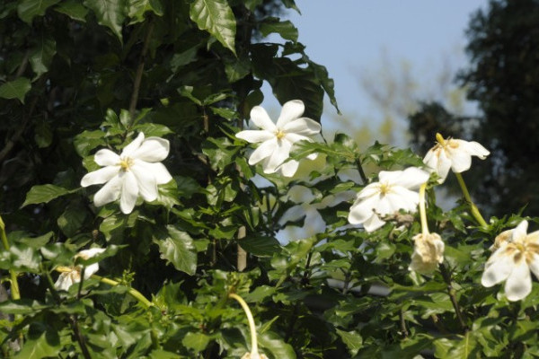A különleges állatok tartása mellett igen nagy hangsúlyt fektetünk a botanikai ritkaságok bemutatásra is. 