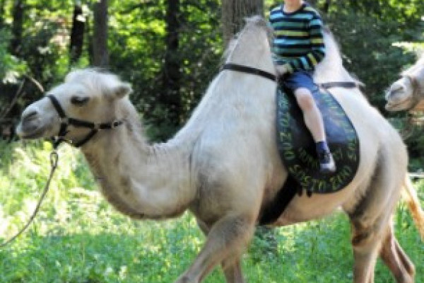 Próbáld ki a sivatag hajóját