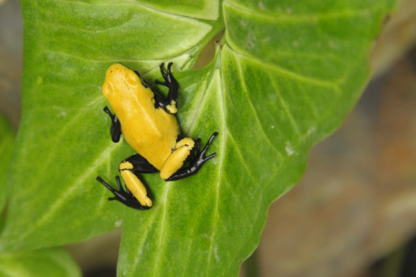 Halálos mérgű parányi gerincesek!