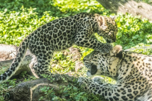 Nevet kaptak a perzsa párduc ikrek 