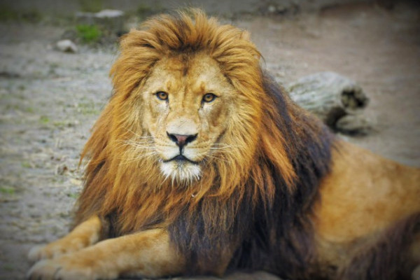 Megérkezett az új király!