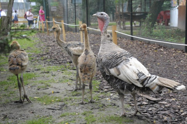 Hat fiókával gyarapodott  Állatparkunk  szürkenyakú koronásdaru családja.