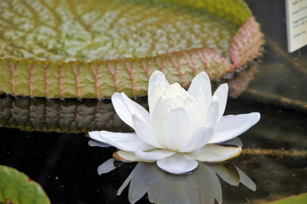 Kinyílt a tündérrózsák királynője