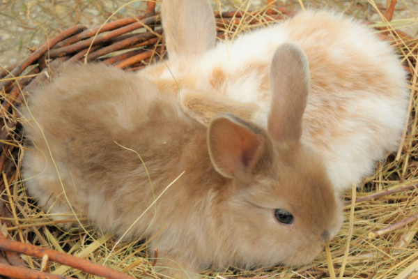 Nyúltartási tippek egy csokorba