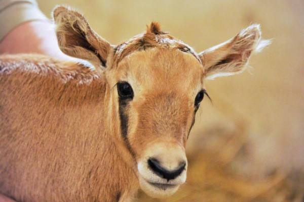 Ritka antilop született  Állatparkunkban!  