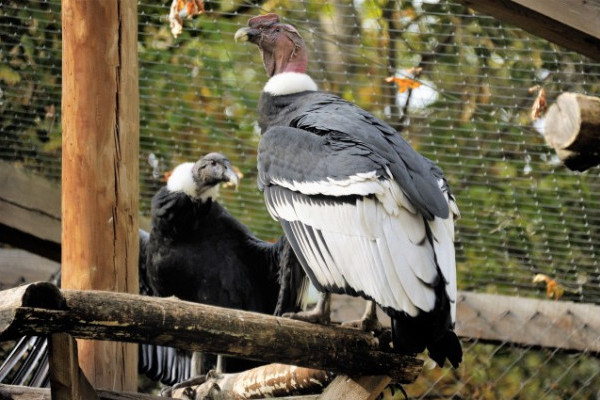Bővült a kondorkeselyű állományunk!  