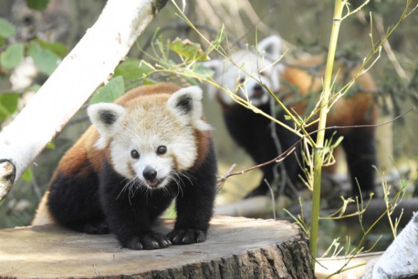 Nincs akadálya a panda násznak!