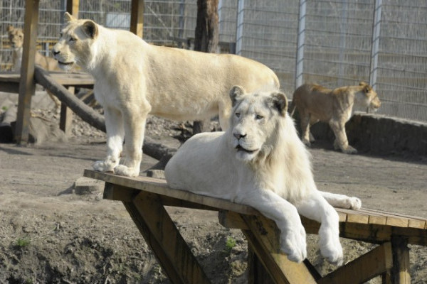 Megvan az oroszlánfalka új trónörököse!