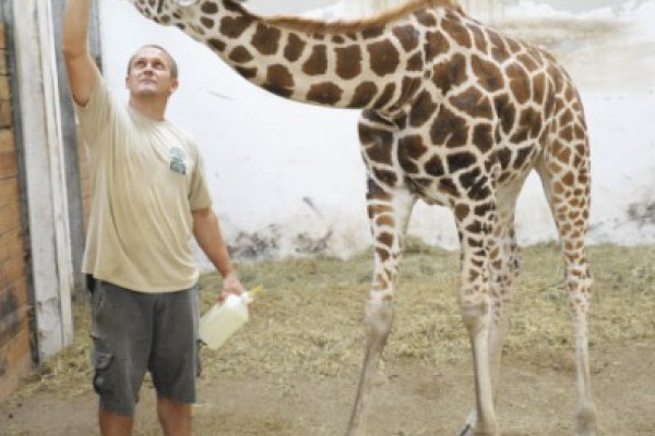 10 hónapos lett Állatparkunk zsiráfborja, Kamilla!  