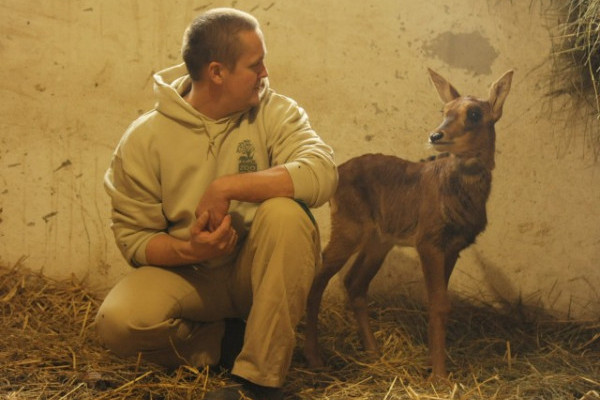 Fekete lóantilop (Hippotragus niger) született Állatparkunkban.