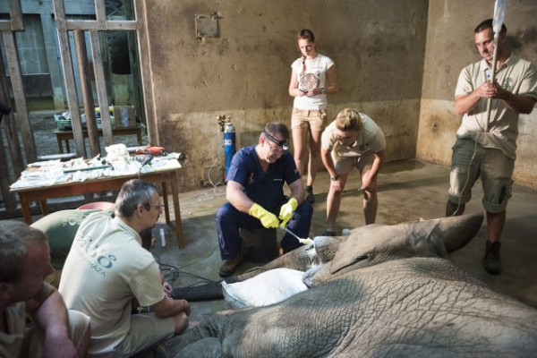 Nagyon bonyolult, nem hétköznapi állatkerti beavatkozás történt Állatparkunkban  