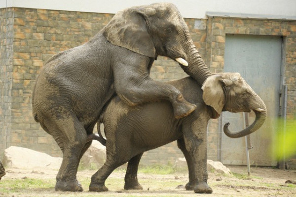 Elefánt nász Nyíregyházán